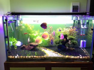 Phòng tránh rò điện ở máy bơm nước hồ cá