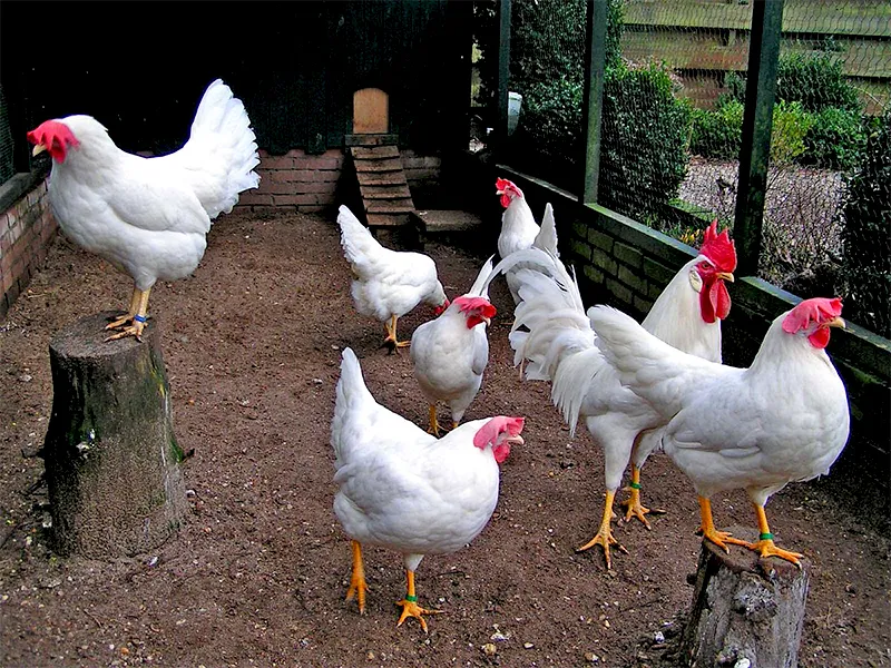 Giống gà siêu trứng Leghorn