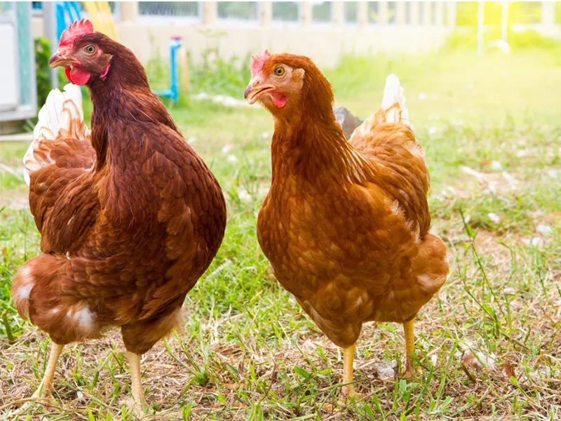 Giống gà New Hampshire chuyên trứng