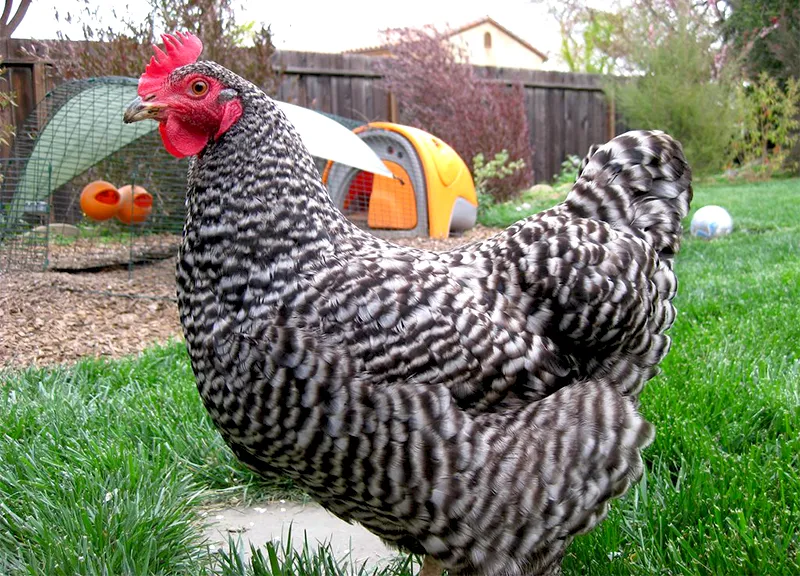 Giống gà Plymouth Rock vằn