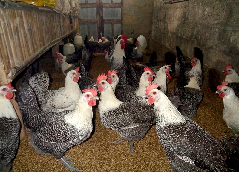 Gà Ai Cập siêu trứng